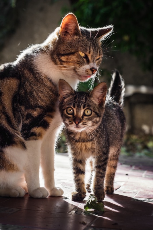 Mother cat affectionately grooming her kitten in a cozy home setting