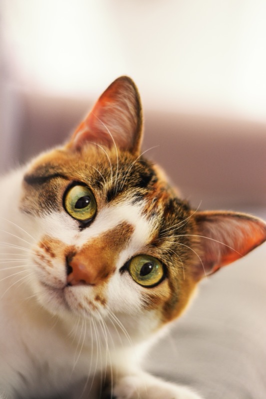 Close-up of a beautiful calico cat with striking green eyes looking at the camera