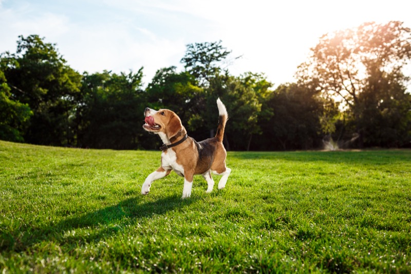 Happy beagle walking and playing in a sunny green park